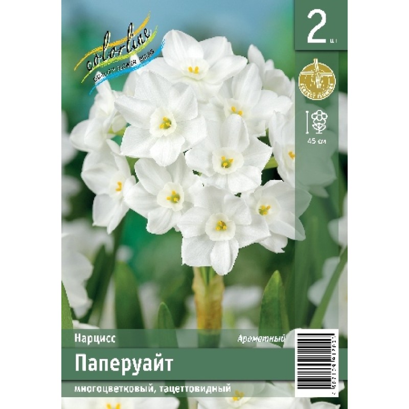 Нарциссы Паперуайт 12/14 (ИС) 2 эконом