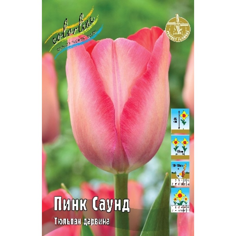 Тюльпан Пинк саунд (ИС) 10