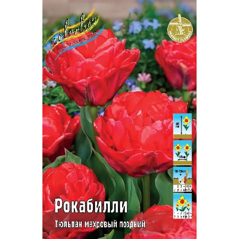 Тюльпан Рокабилли (ИС) 8