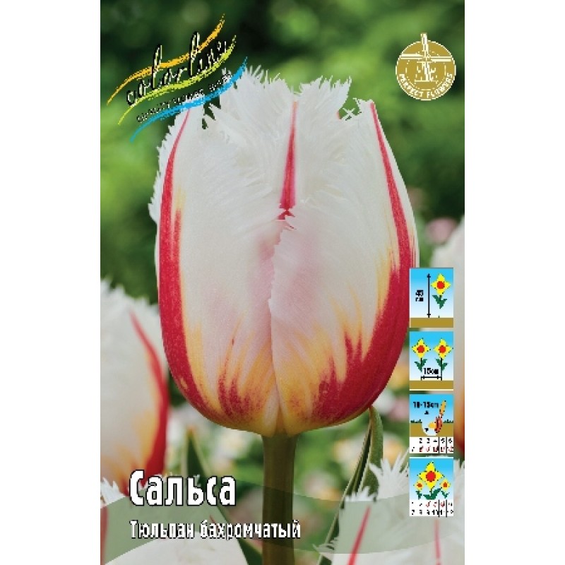 Тюльпан Сальса (ИС) 3 эконом