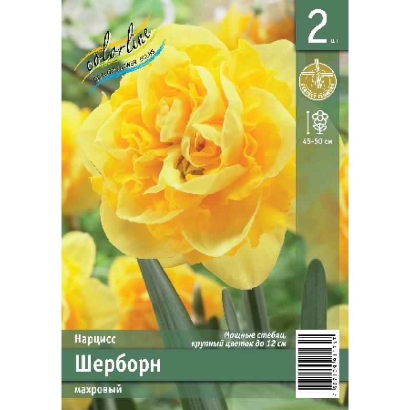 Нарциссы Шерборн 13/15 (ИС) 2 эконом