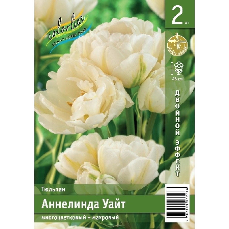 Тюльпан Аннелинда Уайт (ИС) 2 эконом
