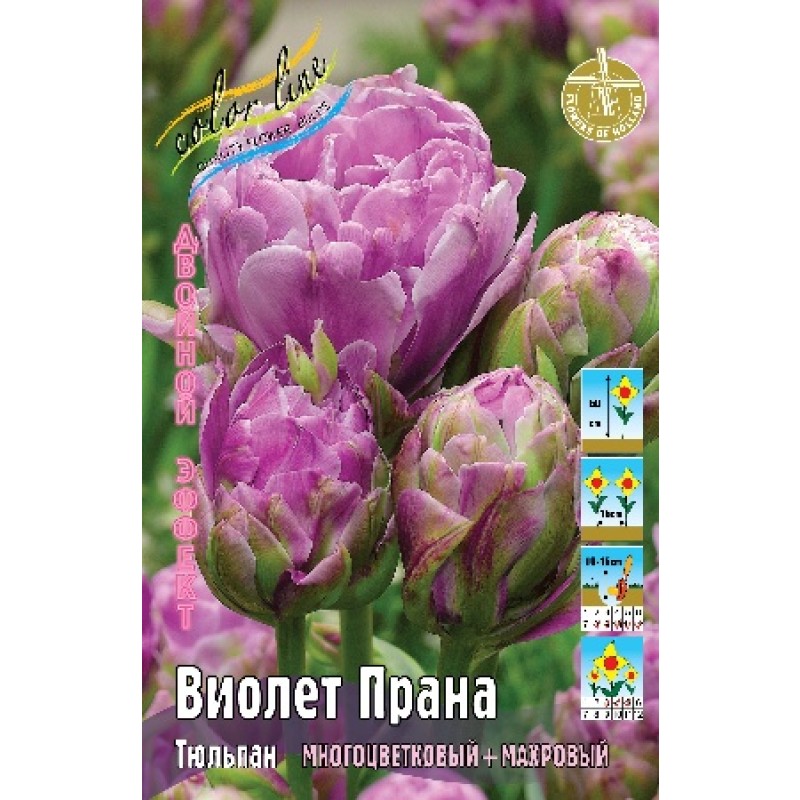 Тюльпан Виолет Прана (ИС) 3 эконом