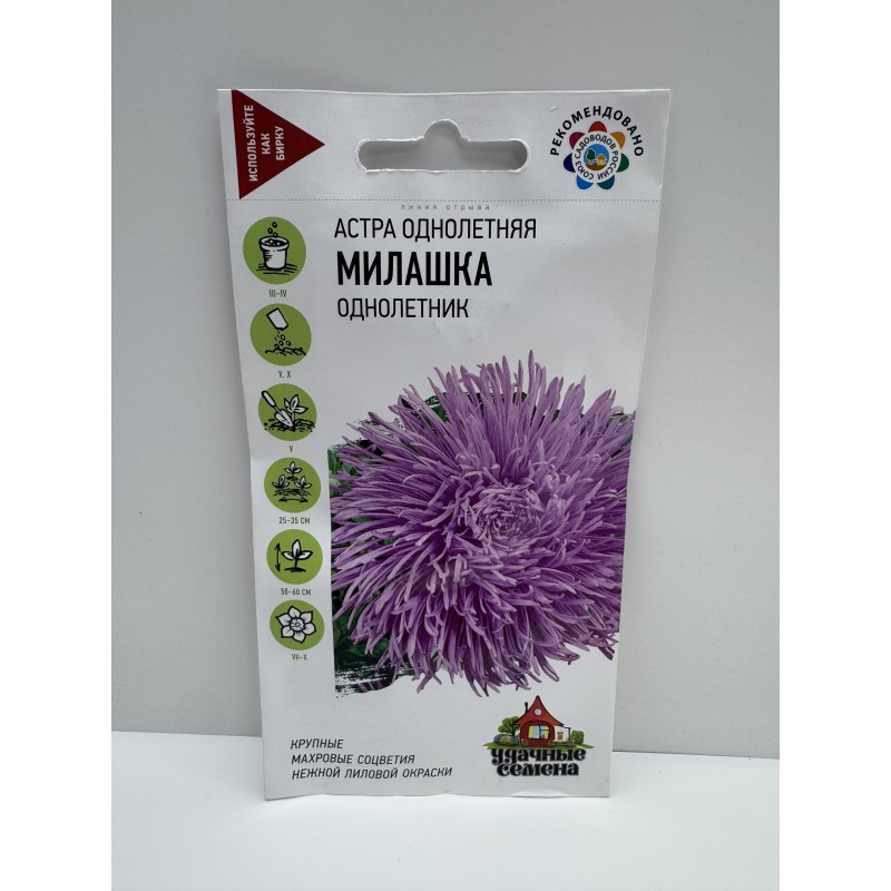 Цв.Астра Милашка (Гавриш) 12.26