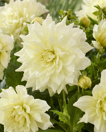 Айсбрейкер