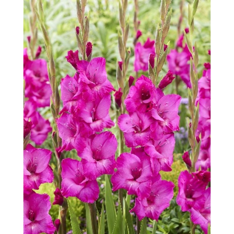 Гладиолус Аврора (ИС) 8