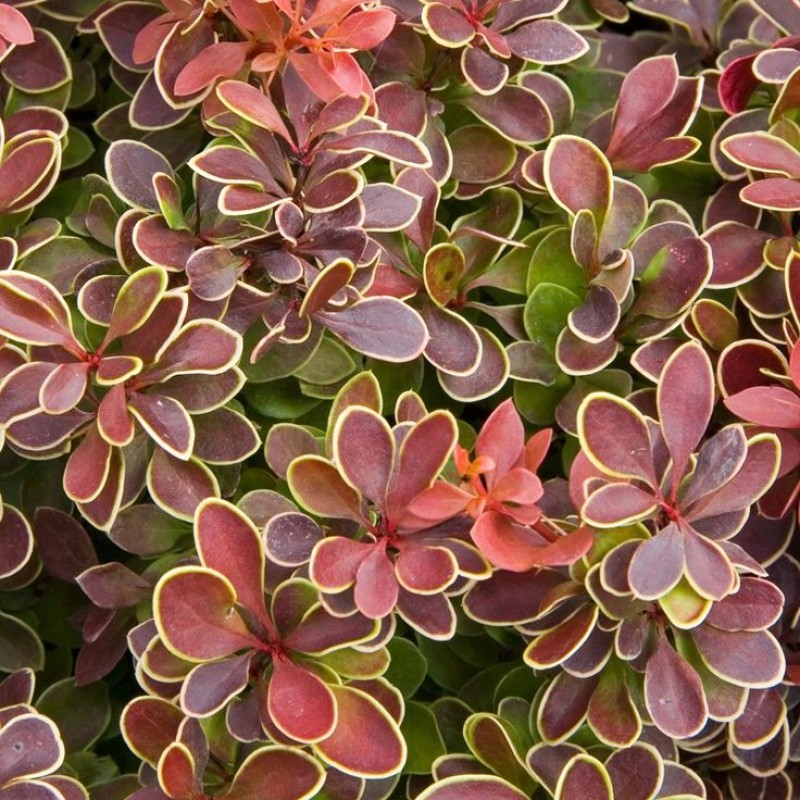 Барбарис Адмирейшн (Поиск) тунберга