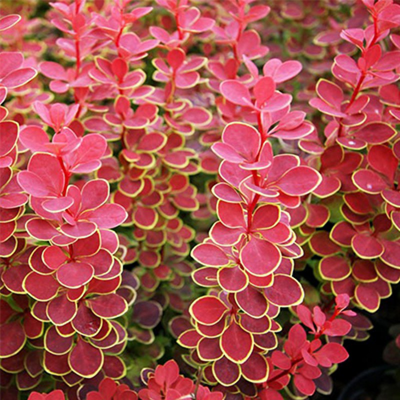 Барбарис Ориндж Санрайз (Поиск)