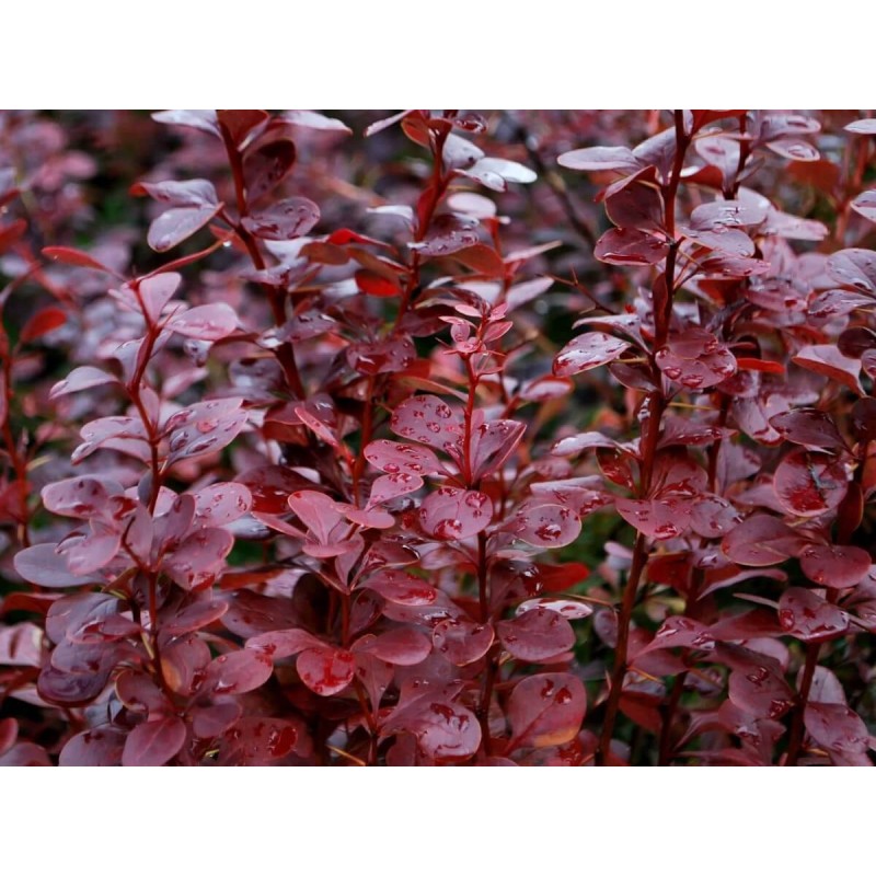 Барбарис Ред Пилар (Поиск) тунберга