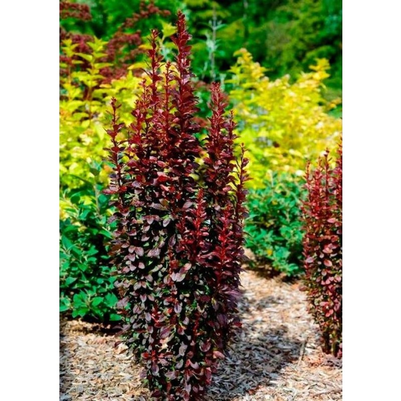 Барбарис Ред Точ (Поиск) тунберга