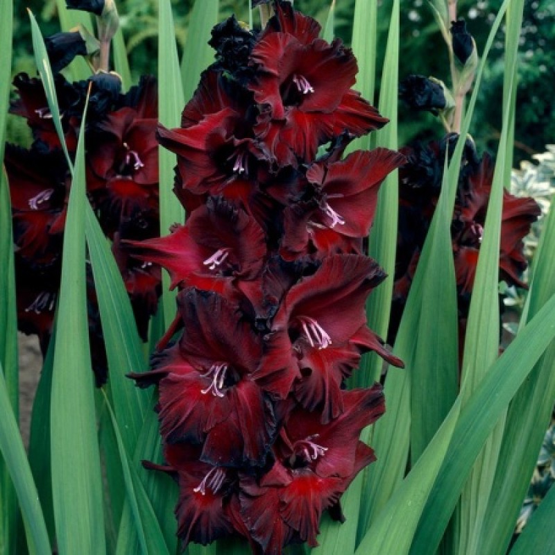 Гладиолус Блэк Джек (ИС) 5 эконом