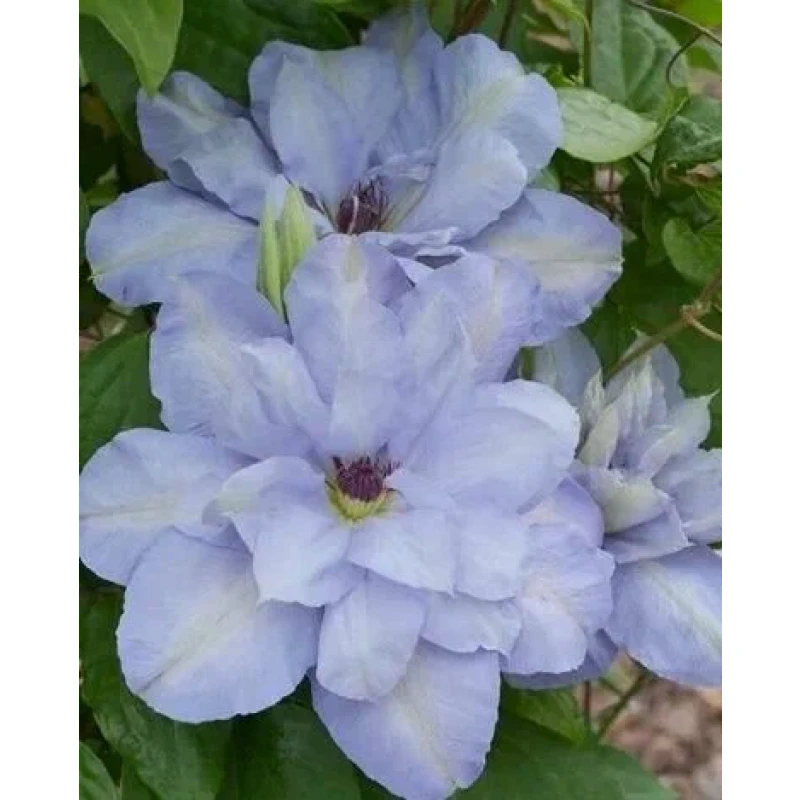 Клематис Блю котильон (ИС)