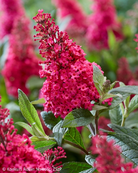 Buddleja davidii Butterfly Candy Little Ruby