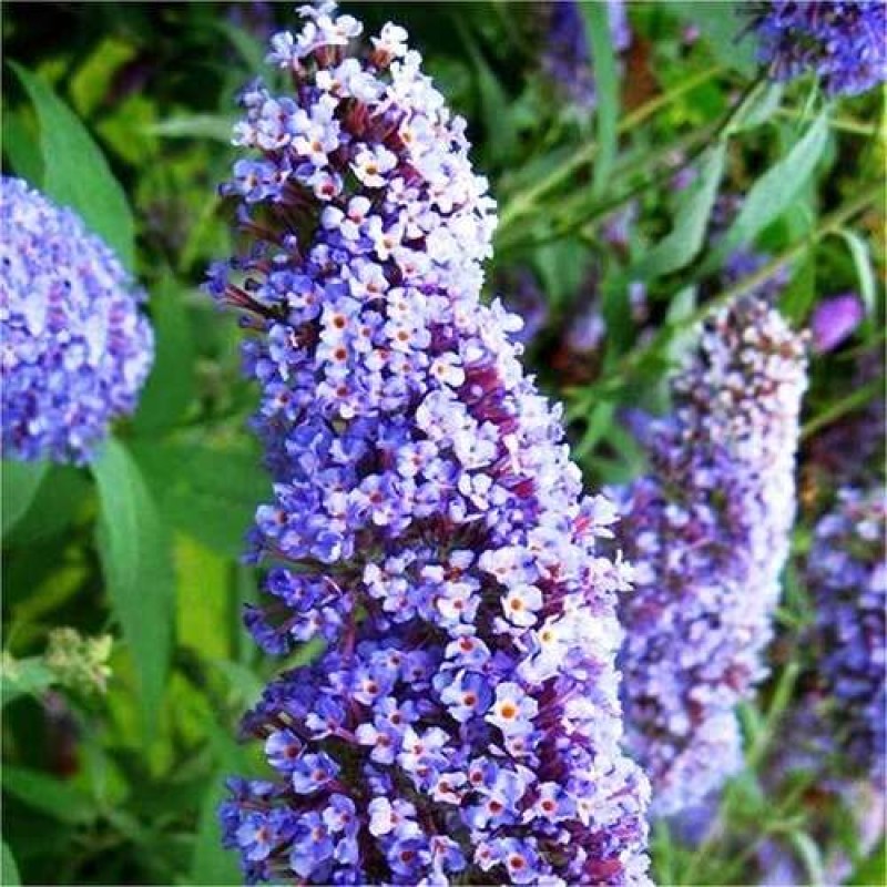 Буддлея Нано Блю (Поиск)