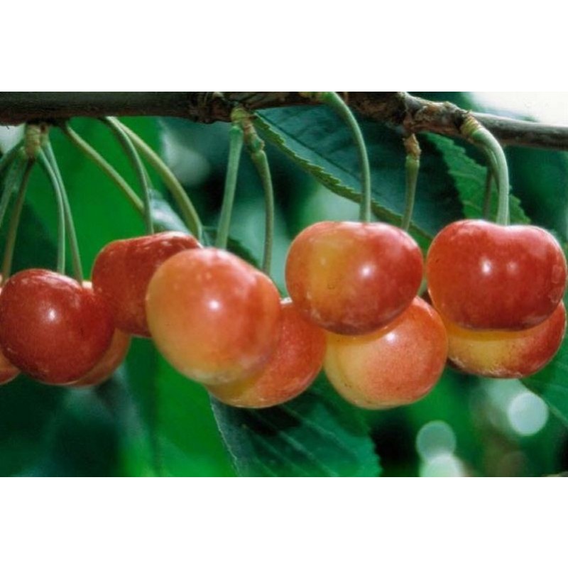 Черешня Юлия (Сиб.сад) этикетка