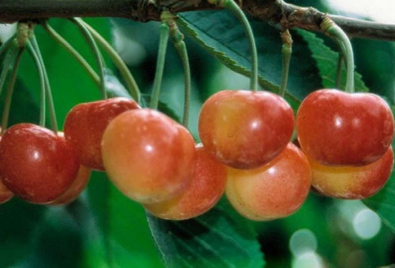 черешня юлия