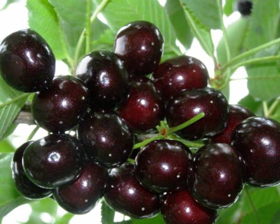 Черешня подарок степанову