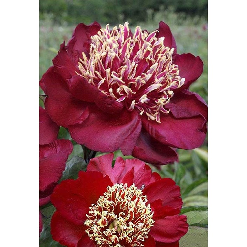 Пион трав.Чарльз Бургес (ИС)