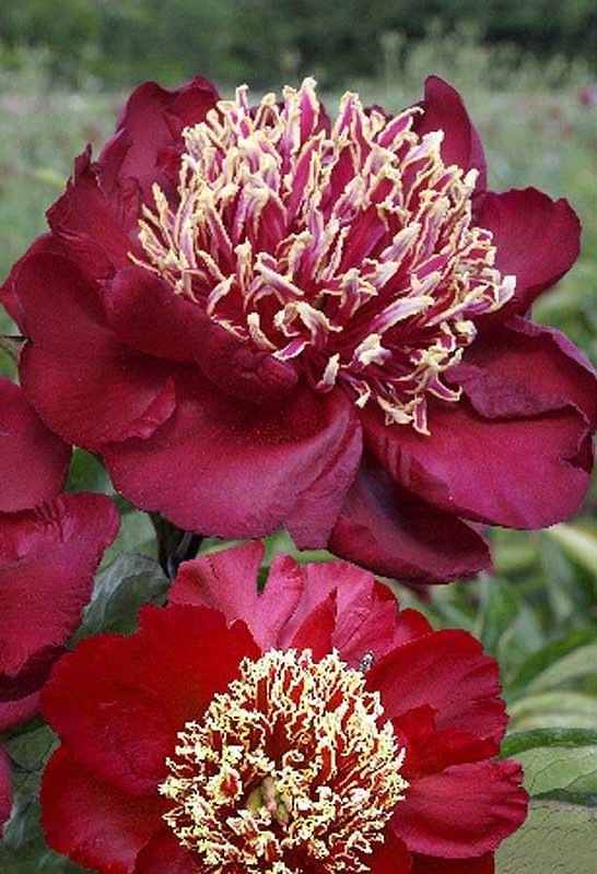 черльз бургер