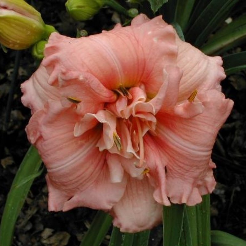 Лилейник Дабл Пинк зефир (ИС) 1