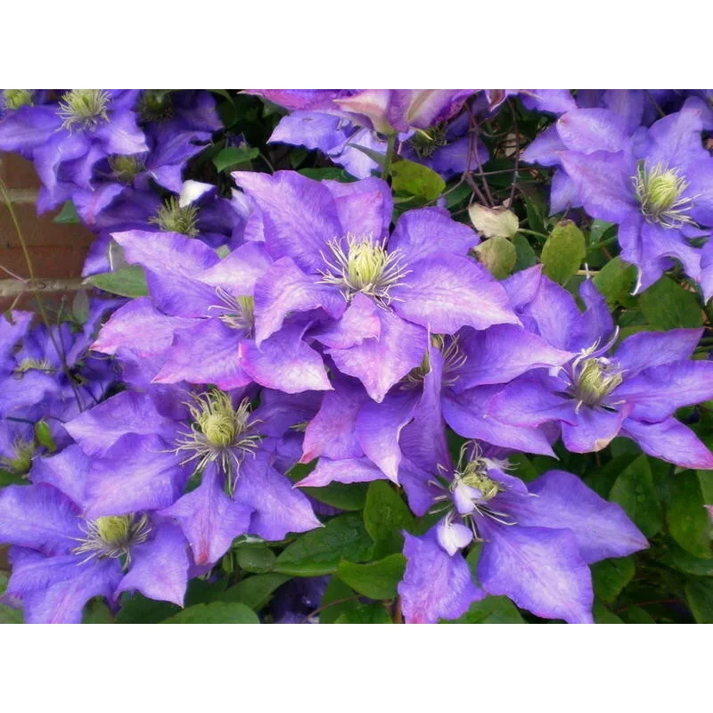 Клематис Даниэль Деронда (ИС)