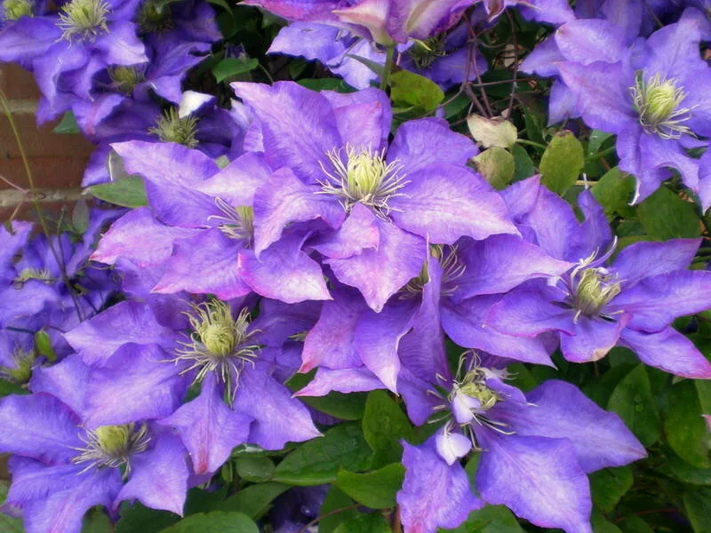 Даниэль деронда