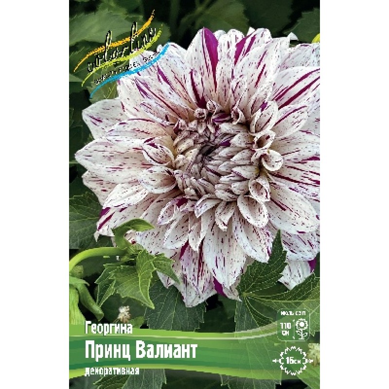 Георгин Принц валиант (ИС)