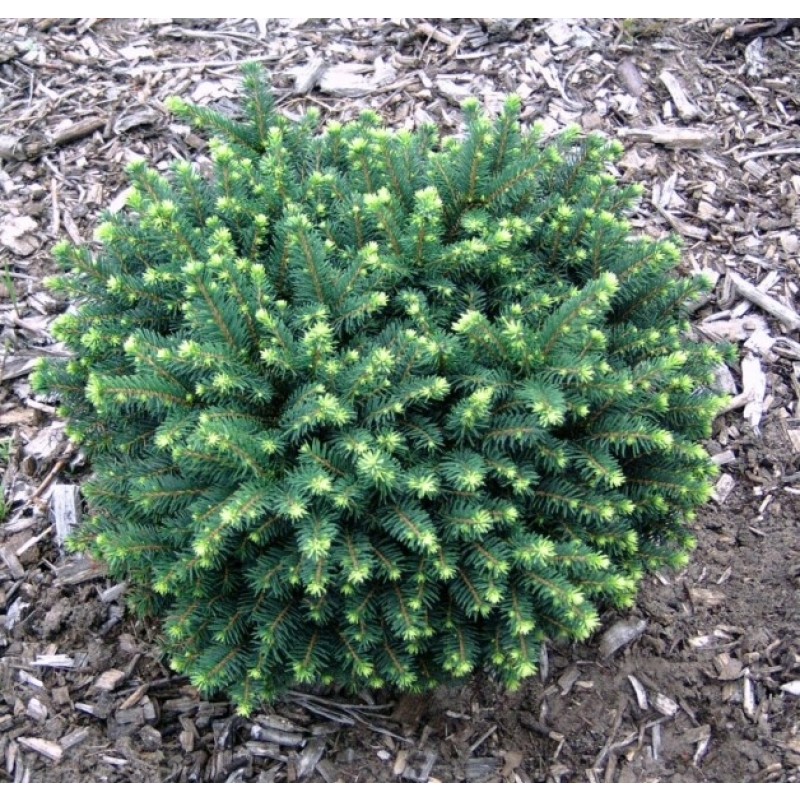 Ель сербская Карел С2