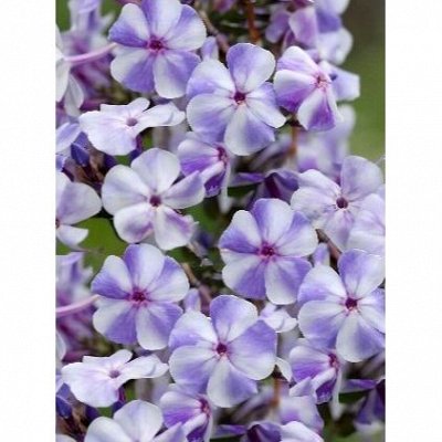 Флокс гжель