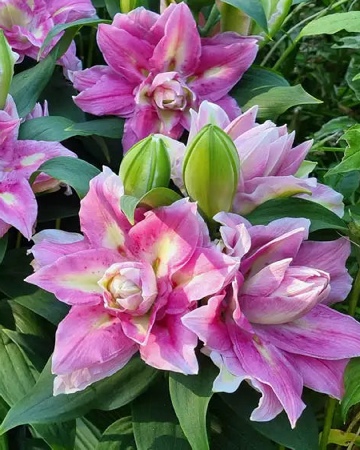 Фокси спринг сюрпрайз