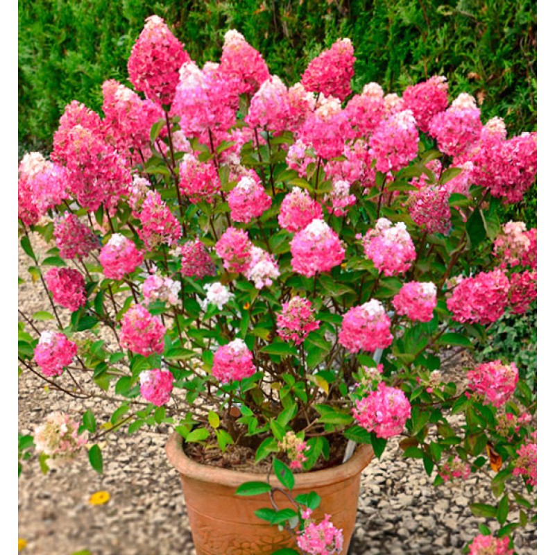 Гортензия Фрамбуазин Р9 (ИС) метельчатая