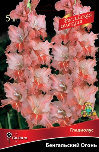 Гладиолус Бенгальский Огонь