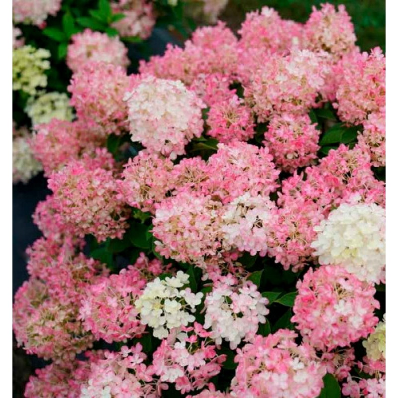 Гортензия Файр Лайт (Поиск) метельчатая