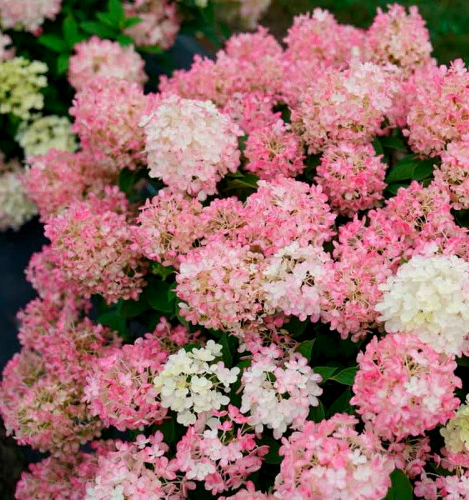 Гортензия файр лайт