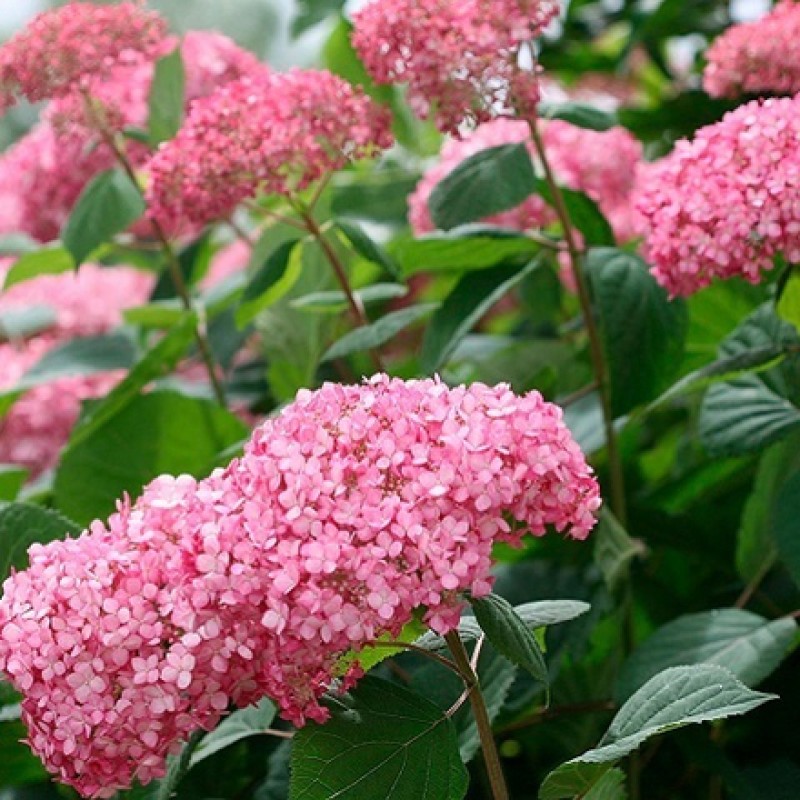 Гортензия Эко Пинк Пафф (Поиск) древовидная