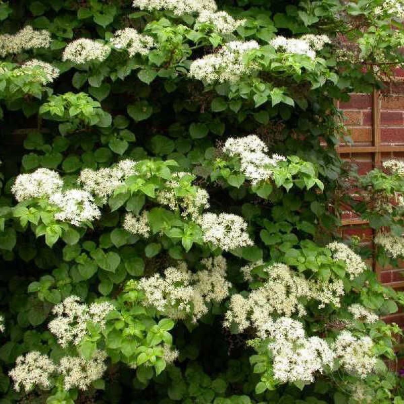 Гортензия Вьющаяся (Поиск)