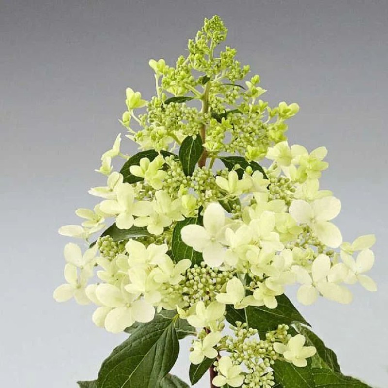 Гортензия Пандриа (Поиск) метельчатая