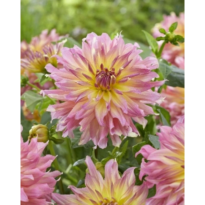 Георгин Гоу гоу пинк-йеллоу (ИС)