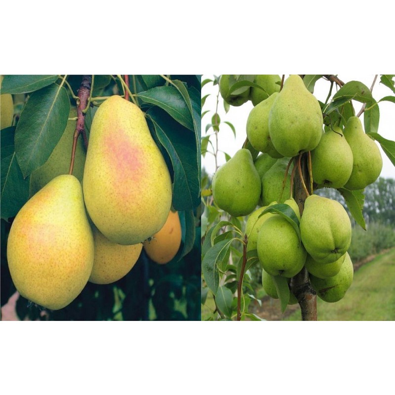 Груша Чижовская (Сиб.сад) этикетка