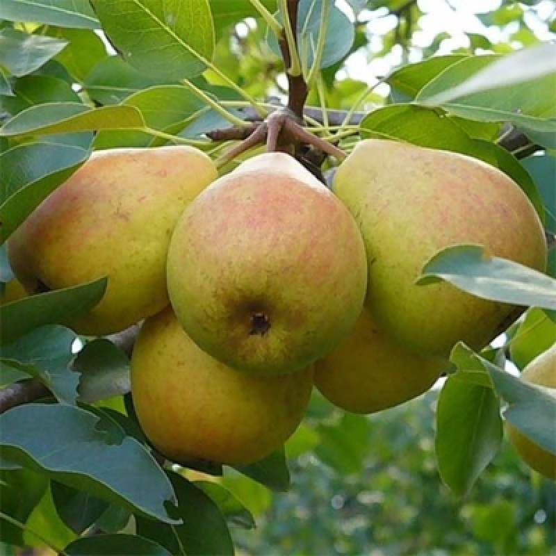 Груша Добрянка (Сиб.сад) этикетка