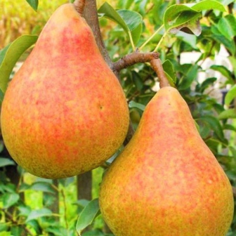 Груша Кафедральная (Сиб.сад) этикетка