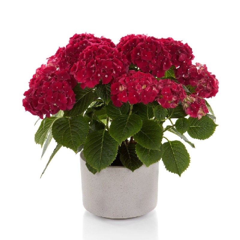 Гортензия Хай файр Р12 (ИС) крупнолистовая