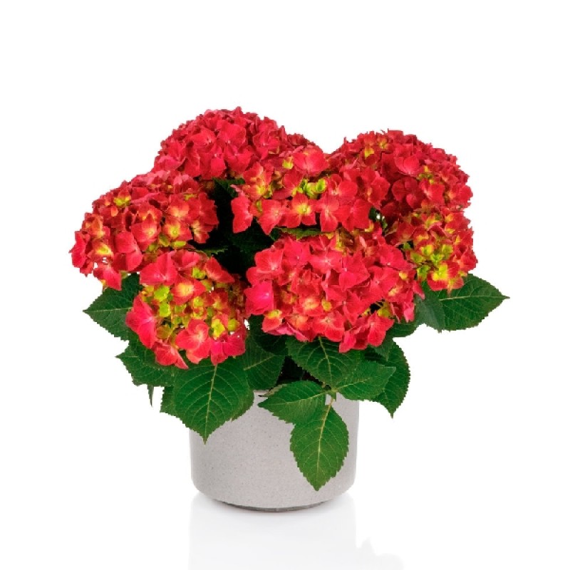 Гортензия Хай торнадо Р12 (ИС) крупнолистовая