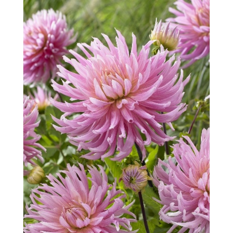 Георгин Холлихил Коттон Кэнди (ИС)