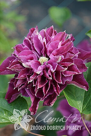 хот лов 500x500.3d691665962838d