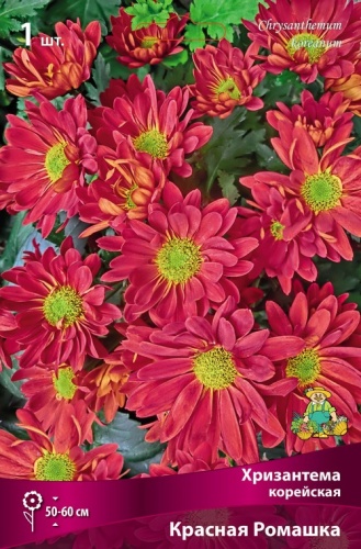 Хризантема корейская Красная Ромашка