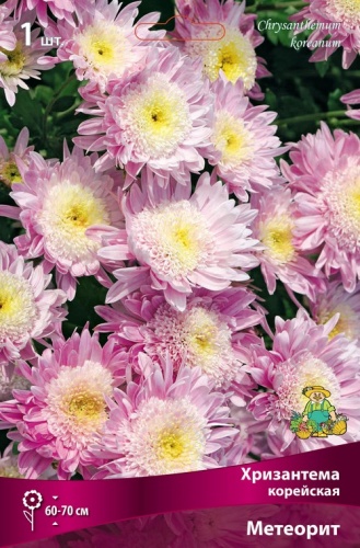 Хризантема корейская Метеорит
