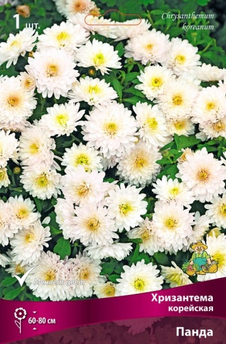 Хризантема корейская Панда