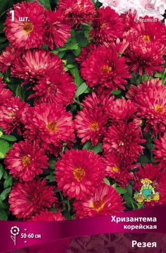 Хризантема корейская Резея