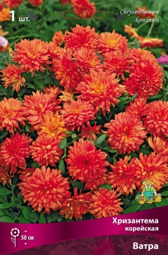 Хризантема корейская Ватра